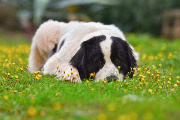 dog laying on the grass
